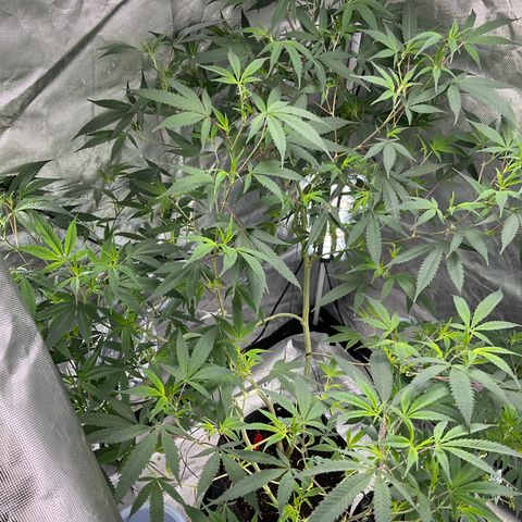 Tokyo Sunset growlog timeline photo