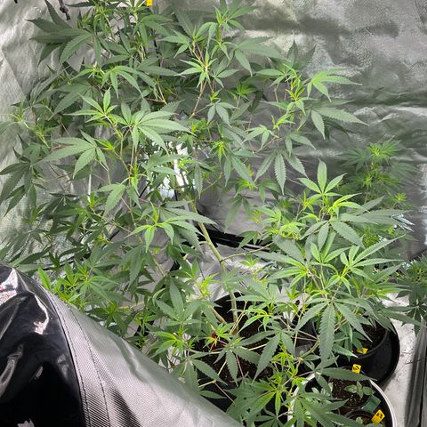 Tokyo Sunset growlog timeline photo