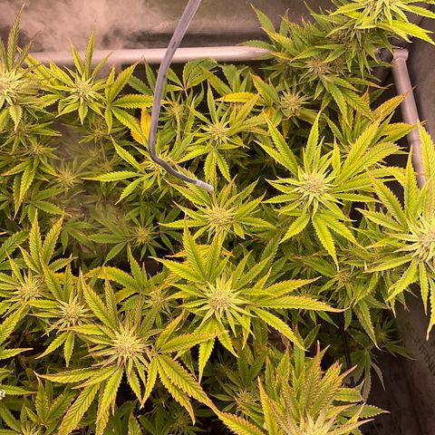 Kush Cake #10 x Grandpas Cookies #6 growlog timeline photo