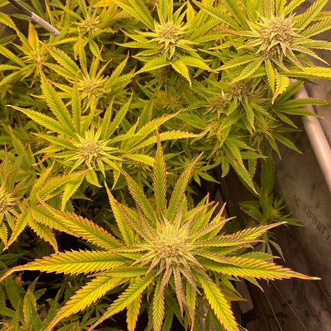 Kush Cake #10 x Grandpas Cookies #6 growlog timeline photo