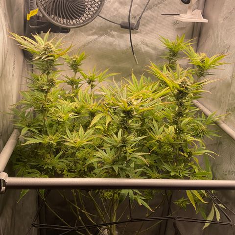 Kush Cake #10 x Grandpas Cookies #6 growlog timeline photo
