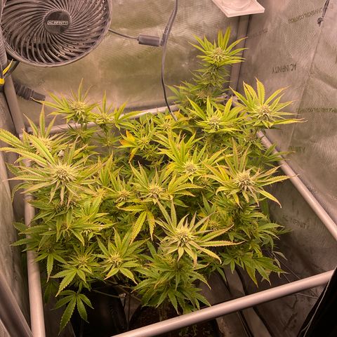 Kush Cake #10 x Grandpas Cookies #6 growlog timeline photo