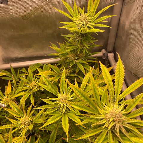 Kush Cake #10 x Grandpas Cookies #6 growlog timeline photo