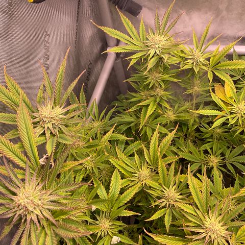 Kush Cake #10 x Grandpas Cookies #6 growlog timeline photo