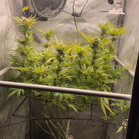 Kush Cake #10 x Grandpas Cookies #6 growlog timeline photo