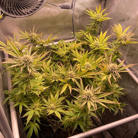 Kush Cake #10 x Grandpas Cookies #6 growlog timeline photo