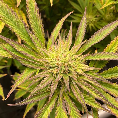Kush Cake #10 x Grandpas Cookies #6 growlog timeline photo