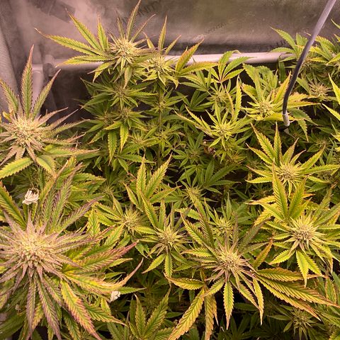 Kush Cake #10 x Grandpas Cookies #6 growlog timeline photo
