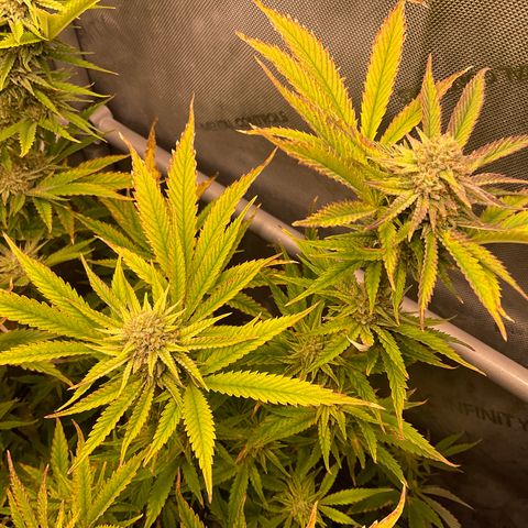 Kush Cake #10 x Grandpas Cookies #6 growlog timeline photo