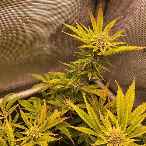 Kush Cake #10 x Grandpas Cookies #6 growlog timeline photo