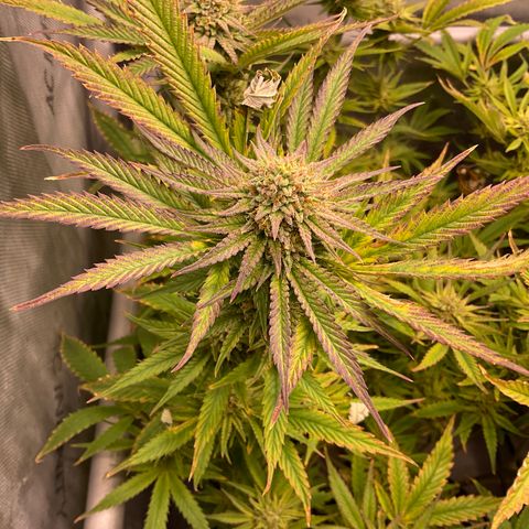 Kush Cake #10 x Grandpas Cookies #6 growlog timeline photo