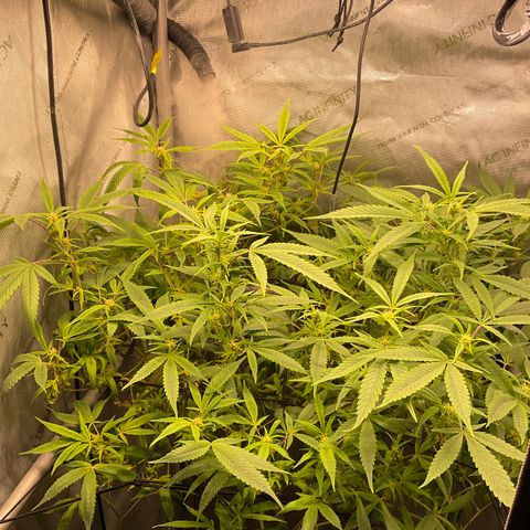Tokyo Sunset growlog timeline photo