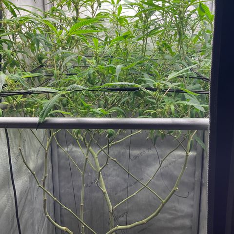 Tokyo Sunset growlog timeline photo