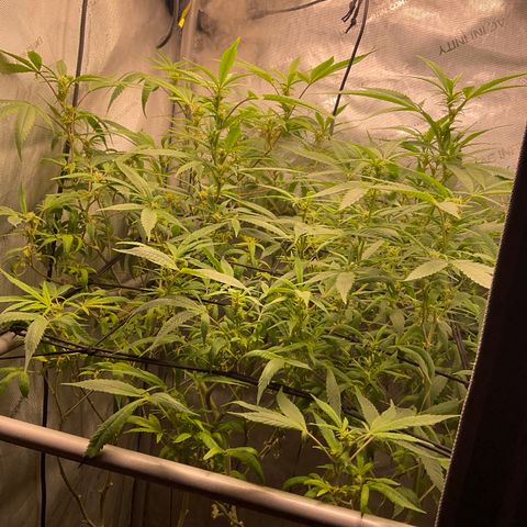 Tokyo Sunset growlog timeline photo