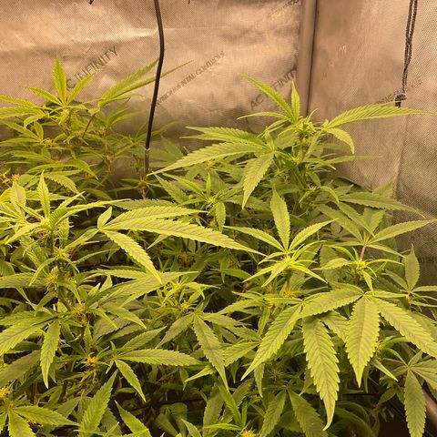 Tokyo Sunset growlog timeline photo