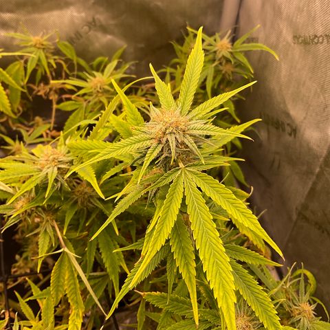 Tokyo Sunset growlog timeline photo