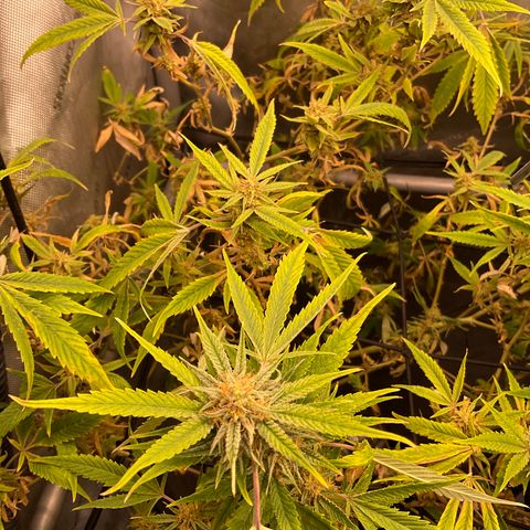 Tokyo Sunset growlog timeline photo
