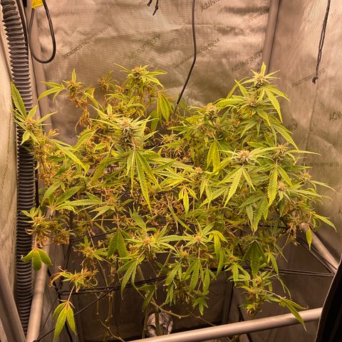 Tokyo Sunset growlog timeline photo