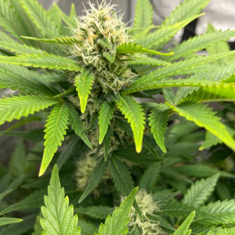 Critical fem. growlog timeline photo