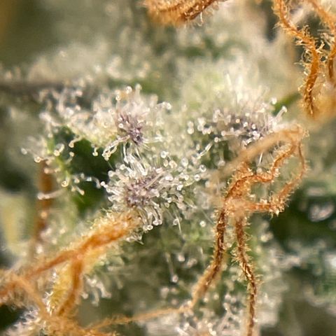 Critical fem. growlog timeline photo