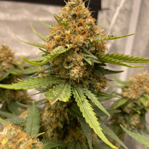 Critical fem. growlog timeline photo