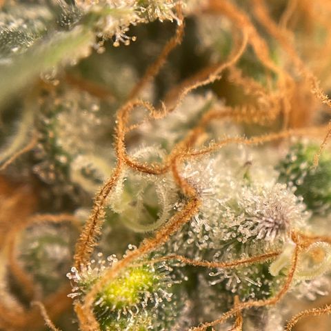 Critical fem. growlog timeline photo