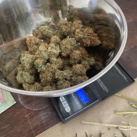 Critical fem. growlog timeline photo