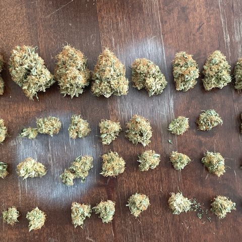 Critical fem. growlog timeline photo