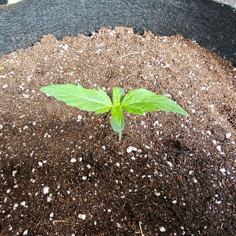 Orion F1 RQS #1 growlog timeline photo