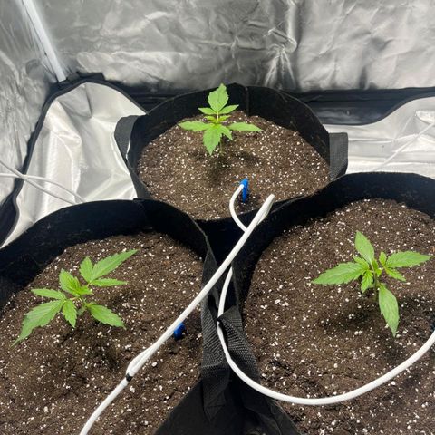 Orion F1 RQS #1 growlog timeline photo