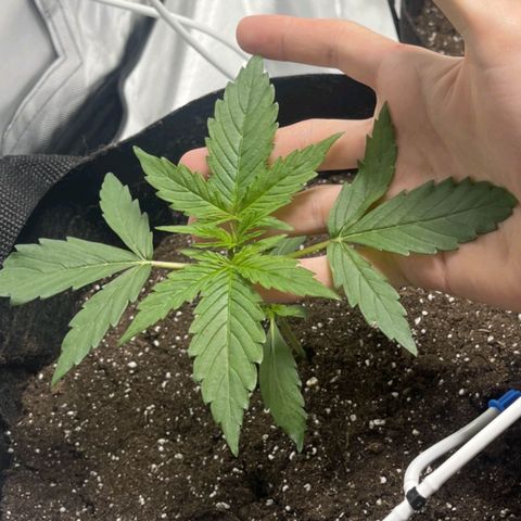 Orion F1 RQS #1 growlog timeline photo