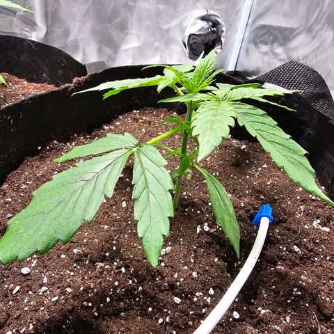Orion F1 RQS #1 growlog timeline photo