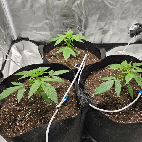 Orion F1 RQS #1 growlog timeline photo