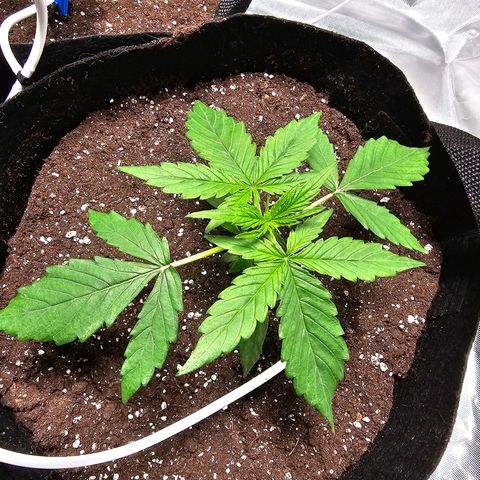 Orion F1 RQS #1 growlog timeline photo