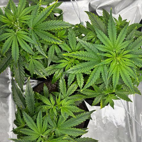 Orion F1 RQS #1 growlog timeline photo