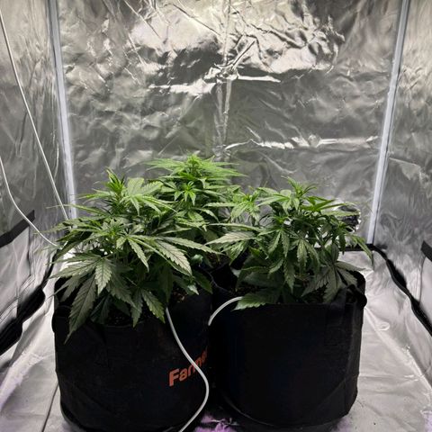 Orion F1 RQS #1 growlog timeline photo