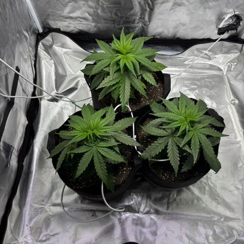Orion F1 RQS #1 growlog timeline photo