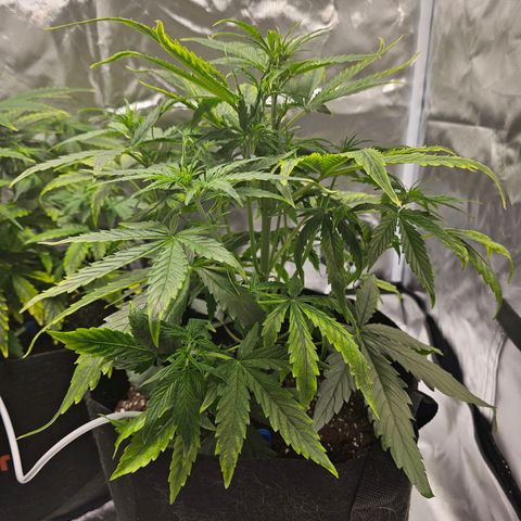 Orion F1 RQS #1 growlog photo: Adding 4ml/10l Calmag BioBizz