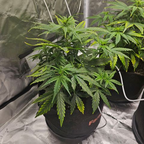 Orion F1 RQS #1 growlog photo: Adding 4ml/10l Calmag BioBizz