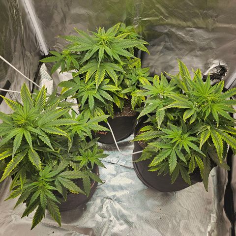 Orion F1 RQS #1 growlog photo: Adding 4ml/10l Calmag BioBizz