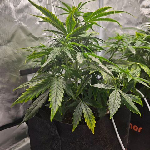 Orion F1 RQS #1 growlog photo: Adding 4ml/10l Calmag BioBizz