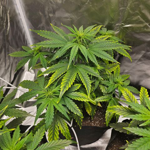 Orion F1 RQS #1 growlog photo: Adding 4ml/10l Calmag BioBizz