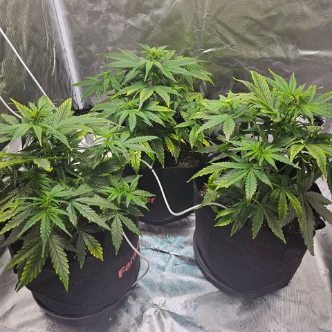 Orion F1 RQS #1 growlog photo: Adding 4ml/10l Calmag BioBizz