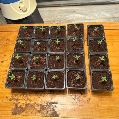 Critical Mass (16 plantas) growlog timeline photo