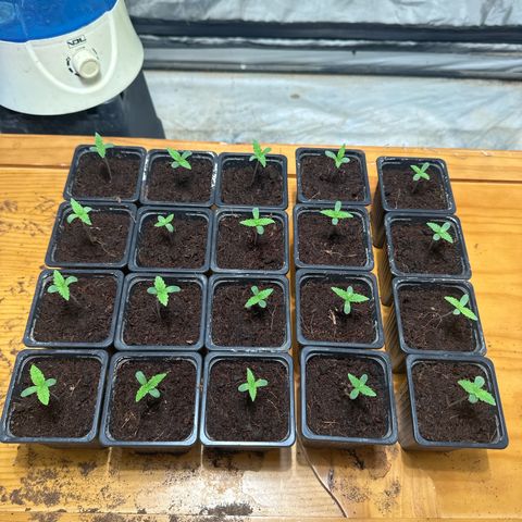 Critical Mass (16 plantas) growlog timeline photo
