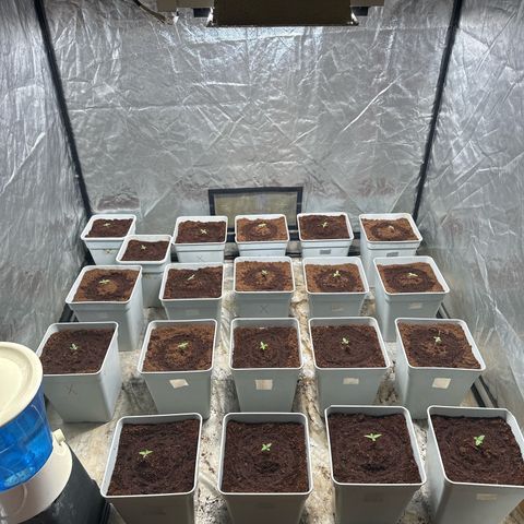 Critical Mass (16 plantas) growlog timeline photo