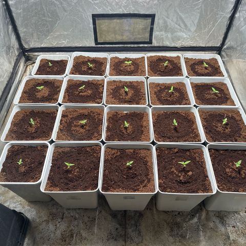 Critical Mass (16 plantas) growlog timeline photo