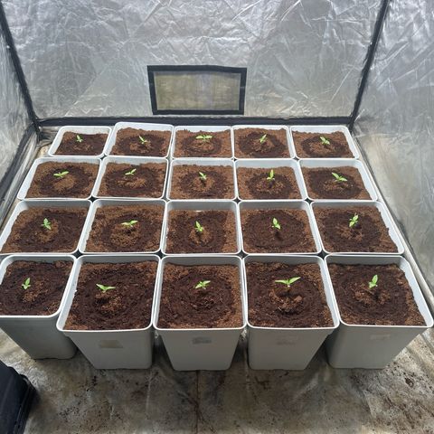 Critical Mass (16 plantas) growlog timeline photo