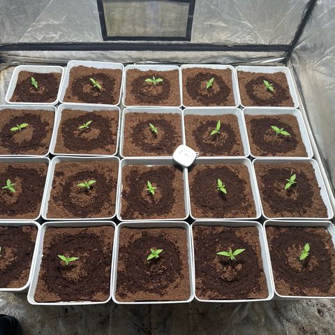 Critical Mass (16 plantas) growlog timeline photo