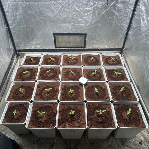 Critical Mass (16 plantas) growlog timeline photo